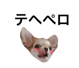 52431136