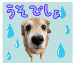 524393423