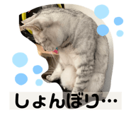 524407121