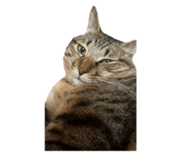 524409610