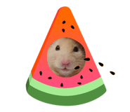 524441420