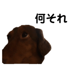 524604431