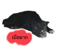 524620530