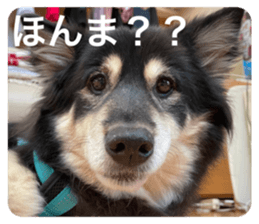 524683460