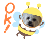 524702035