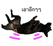 524727011