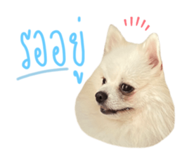 524730724