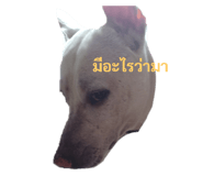 524746441