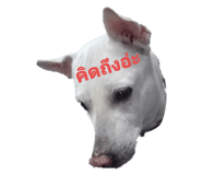 524746442