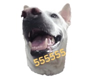 524746443