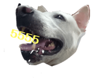 524746446