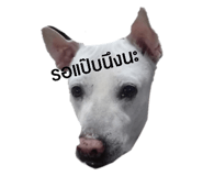 524746450