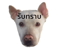 524746451