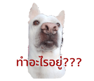 524746452