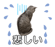 525017079