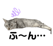 525017083
