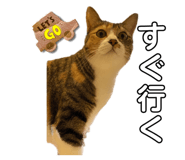 525017086