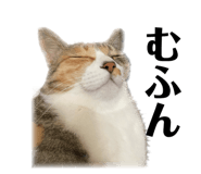525017090