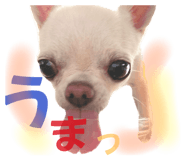 525042638