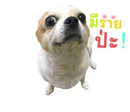 525157838
