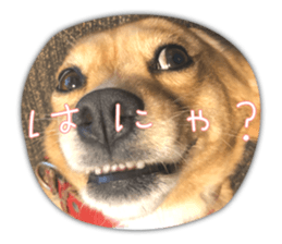 525225971