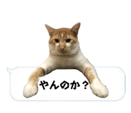 525327072