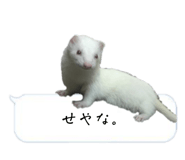 525327077