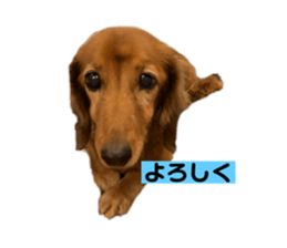 525437159