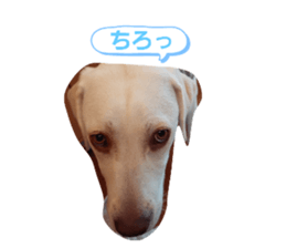 525486213