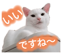 525503849