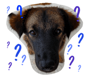 525512984