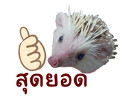 525658411