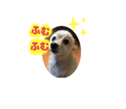 525775507