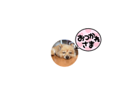 525775509