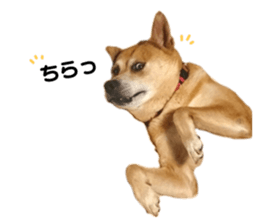 526044074