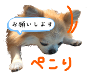 526049945