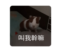 526266349