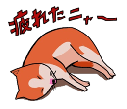 5262772