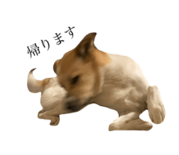 526327242