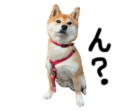 526328342