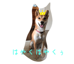 526401267