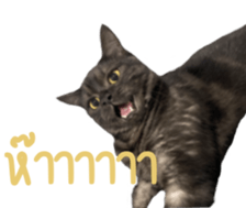 526545324