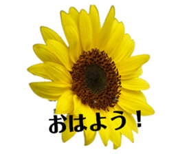 526591544