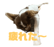 526628224