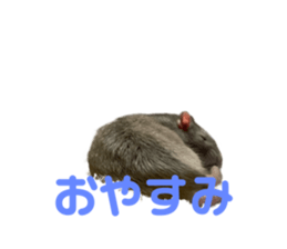 526701415