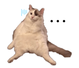 526794716