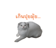 526971268