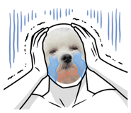 527772145