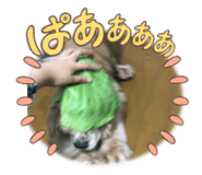 527772149
