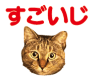 527819507
